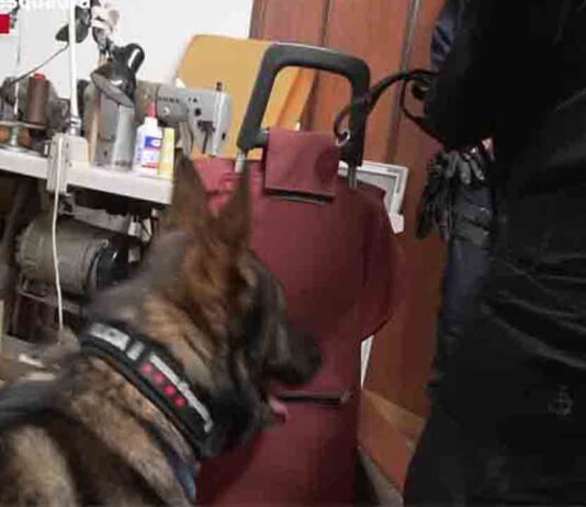 Distribuían cocaína en patinete a través de una sastrería en L’Hospitalet de Llobregat Distribuían cocaína en patinete a través de una sastrería en L'Hospitalet de Llobregat