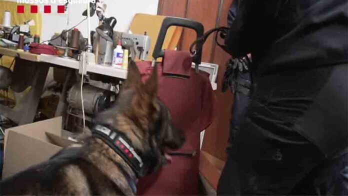 Distribuían cocaína en patinete a través de una sastrería en L'Hospitalet de Llobregat