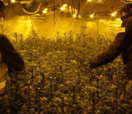 Desarticulada una organización dedicada al tráfico de marihuana en Reus Desarticulada una organización dedicada al tráfico de marihuana en Reus