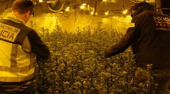 Desarticulada una organización dedicada al tráfico de marihuana en Reus Desarticulada una organización dedicada al tráfico de marihuana en Reus
