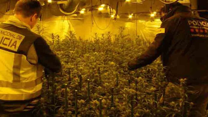 Desarticulada una organización dedicada al tráfico de marihuana en Reus