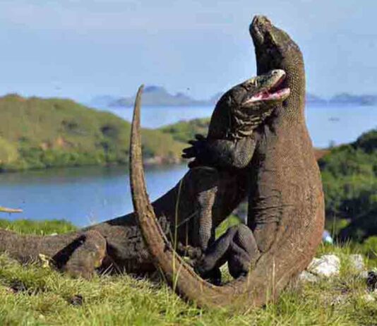 La Fundación Barcelona Zoo organiza un simposio sobre el dragón de Komodo La Fundación Barcelona Zoo organiza un simposio sobre el dragón de Komodo