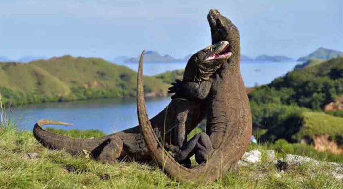 La Fundación Barcelona Zoo organiza un simposio sobre el dragón de Komodo La Fundación Barcelona Zoo organiza un simposio sobre el dragón de Komodo