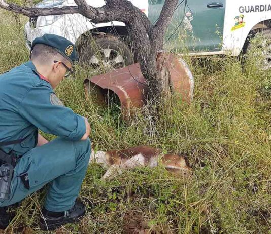 Denuncia penal a un vecino de Tortosa para dejar morir una perra que acababa de criar Denuncia penal a un vecino de Tortosa para dejar morir una perra que acababa de criar