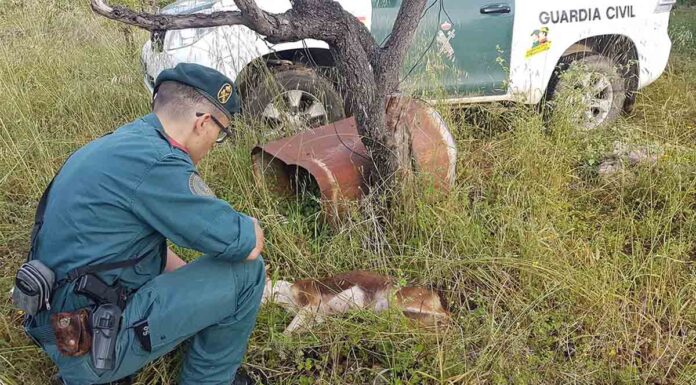 Denuncia penal a un vecino de Tortosa para dejar morir una perra que acababa de criar Denuncia penal a un vecino de Tortosa para dejar morir una perra que acababa de criar
