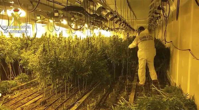 Desmanteladas dos narconaves de marihuana en Llinars del Vallès Desmanteladas dos narconaves de marihuana en Llinars del Vallès