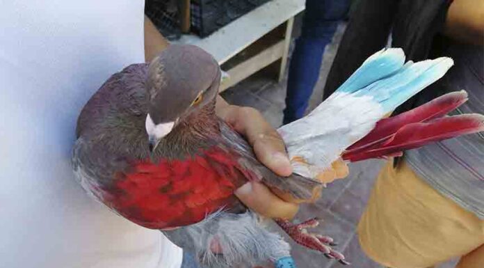 Los Mossos recuperan en Santa Coloma de Gramenet 27 palomos sustraídos Los Mossos recuperan en Santa Coloma de Gramenet 27 palomos sustraídos