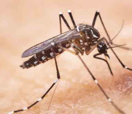 La prevención en domicilios reduce a la mitad los focos activos de mosquito tigre Barcelona intensifica el control del mosquito tigre en 64 zonas de riesgo