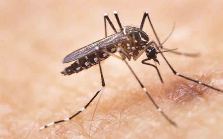 Barcelona intensifica el control del mosquito tigre en 64 zonas de riesgo