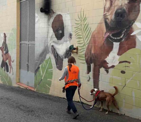 Aumenta la adopción de animales de compañía en Barcelona Aumenta la adopción de animales de compañía en Barcelona