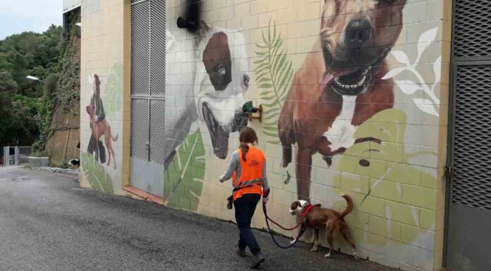 Aumenta la adopción de animales de compañía en Barcelona Aumenta la adopción de animales de compañía en Barcelona