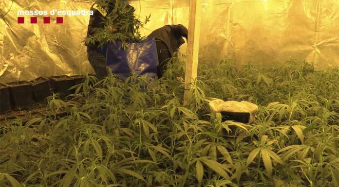 Desarticulado un grupo dedicado al cultivo de marihuana en naves industriales Desarticulado un grupo dedicado al cultivo de marihuana en naves industriales