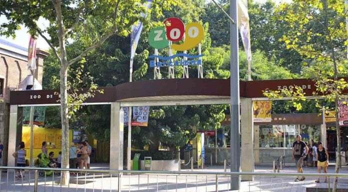 El Zoo de Barcelona vuelve a abrir con aforo limitado al 50% El Zoo de Barcelona vuelve a abrir con aforo limitado al 50%