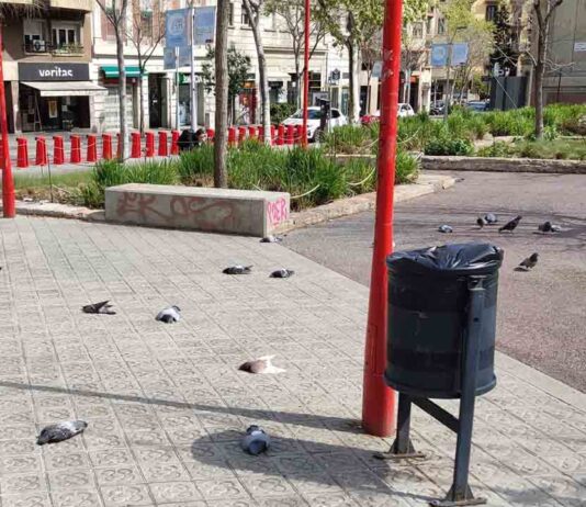 Investigan la muerte de decenas de palomas en la esquerra del Eixample Investigan la muerte de decenas de palomas en la esquerra del Eixample