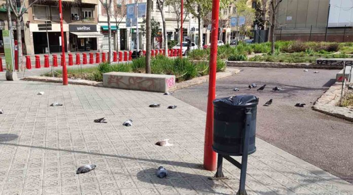 Investigan la muerte de decenas de palomas en la esquerra del Eixample Investigan la muerte de decenas de palomas en la esquerra del Eixample