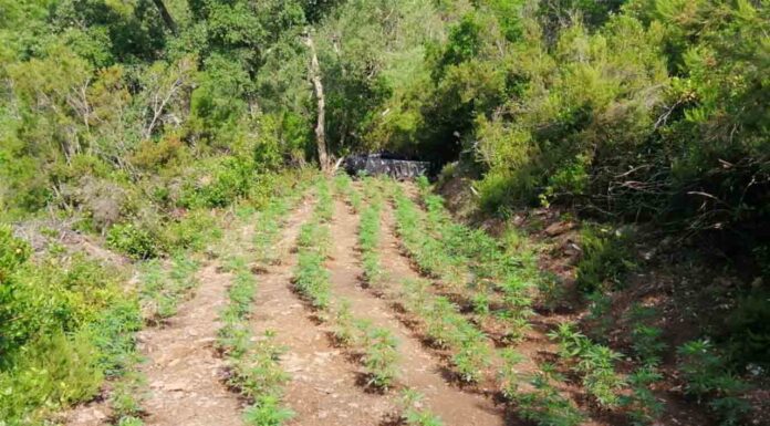 Localizan una plantación de marihuana con seis campos de cultivo en Cruïlles Localizan una plantación de marihuana con seis campos de cultivo en Cruïlles