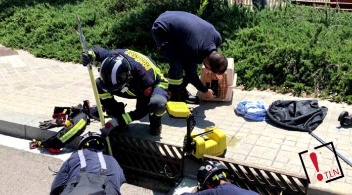 Los bomberos rescatan a nueve patitos y los ayudan a reunirse con su madre Los bomberos rescatan a nueve patitos y los ayudan a reunirse con su madre