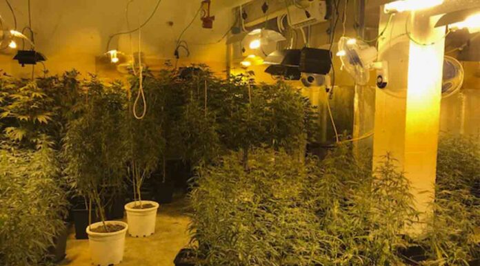 Decomisan una plantación de marihuana en un local del barrio de El Carmel Decomisan una plantación de marihuana en un local del barrio de El Carmel
