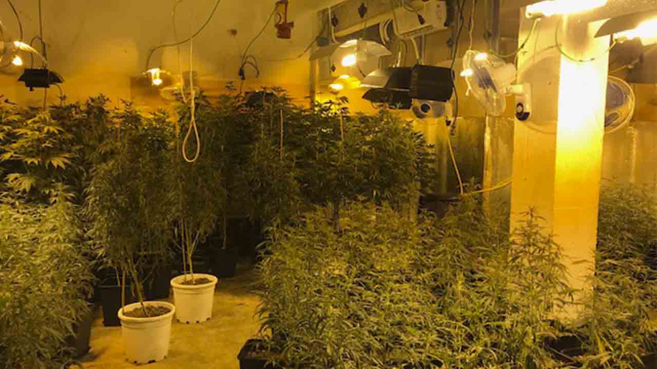 Decomisan una plantación de marihuana en un local del barrio de El Carmel