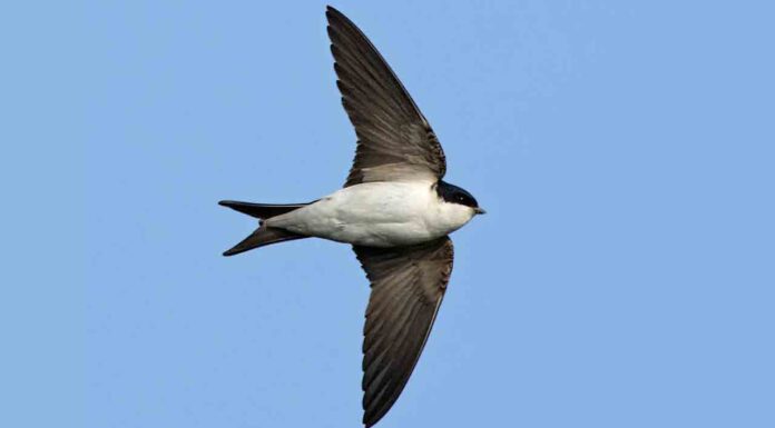 Denuncia penal a un hombre por la destrucción de nidos de golondrina en Mollet Denuncia penal a un hombre por la destrucción de nidos de golondrina en Mollet del Vallés