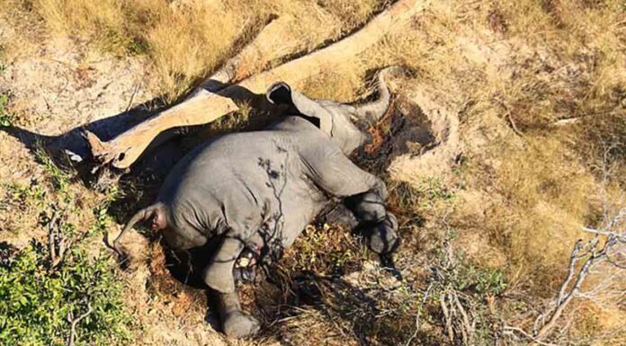 Más de 350 elefantes han muerto por causas desconocidas en el norte de Botswana Más de 350 elefantes han muerto por causas desconocidas en el norte de Botswana