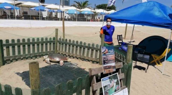 Buscan voluntarios para custodiar el primer nido de tortuga boba en Barcelona Buscan voluntarios para custodiar el primer nido de tortuga boba en Barcelona