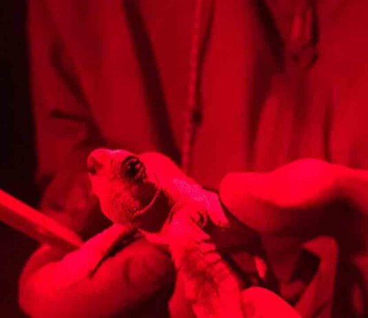 Finaliza la eclosión del nido de tortuga boba de Barcelona Finaliza la eclosión del nido de tortuga boba de Barcelona