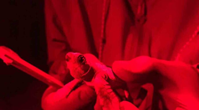 Finaliza la eclosión del nido de tortuga boba de Barcelona Finaliza la eclosión del nido de tortuga boba de Barcelona