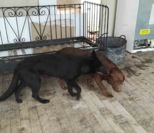 La Guàrdia Urbana de Barcelona rescata tres perros abandonados en una casa La Guàrdia Urbana de Barcelona rescata tres perros abandonados en una casa