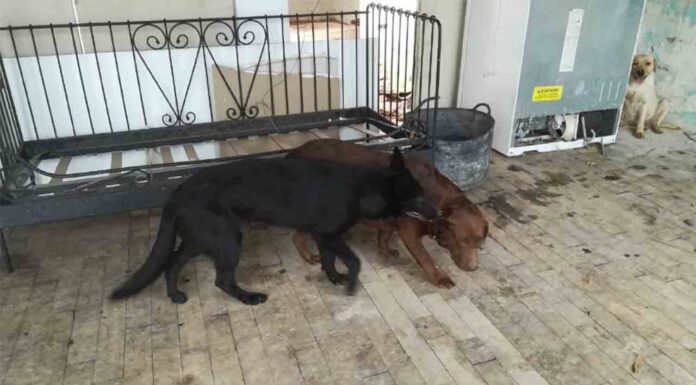 La Guàrdia Urbana de Barcelona rescata tres perros abandonados en una casa La Guàrdia Urbana de Barcelona rescata tres perros abandonados en una casa