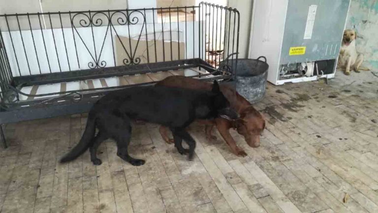 La Guàrdia Urbana de Barcelona rescata tres perros abandonados en una casa