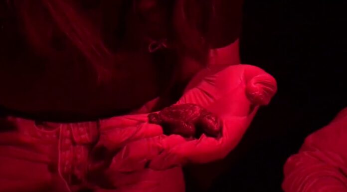 Nacen 40 crías de tortuga boba en Barcelona en la segunda noche de eclosión Nacen 40 crías de tortuga boba en Barcelona en la segunda noche de eclosión