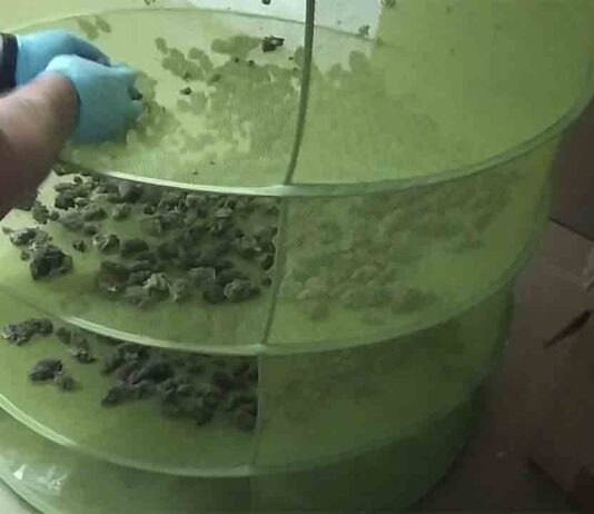 Desmantelado un cultivo de marihuana en un local de L’Hospitalet de Llobregat Desmantelado un cultivo de marihuana en un local de L'Hospitalet de Llobregat