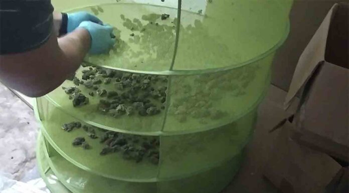 Desmantelado un cultivo de marihuana en un local de L’Hospitalet de Llobregat Desmantelado un cultivo de marihuana en un local de L'Hospitalet de Llobregat