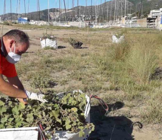 Retirada de vegetación invasora de los sistemas dunares del litoral metropolitano Retirada de vegetación invasora de los sistemas dunares del litoral metropolitano
