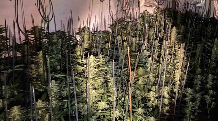 Decomisadas 1.120 plantas de marihuana en un almacén en Riumors Decomisadas 1.120 plantas de marihuana en un almacén en Riumors