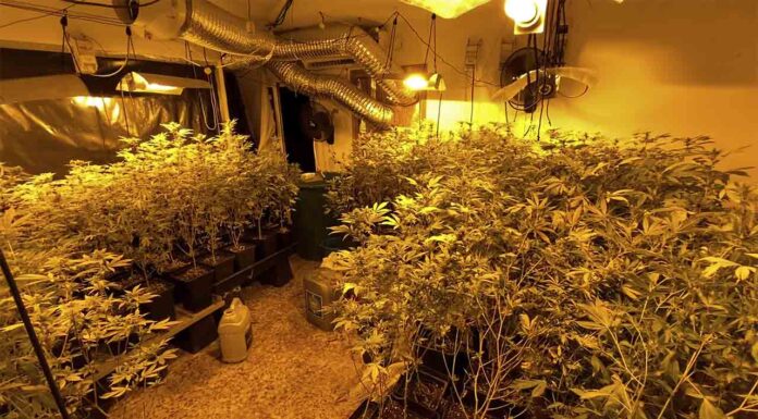 Desarticulado un grupo que vendía droga a través de una asociación cannábica Desarticulado un grupo que vendía droga a través de una asociación cannábica