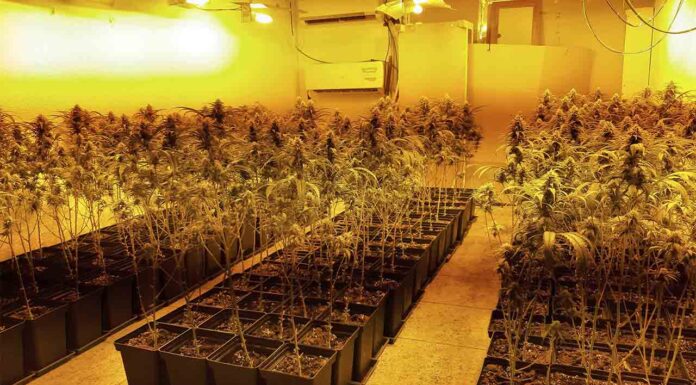 Desmantelados cuatro pisos en Badalona destinados al cultivo de marihuana Desmantelados cuatro pisos en Badalona destinados al cultivo de marihuana
