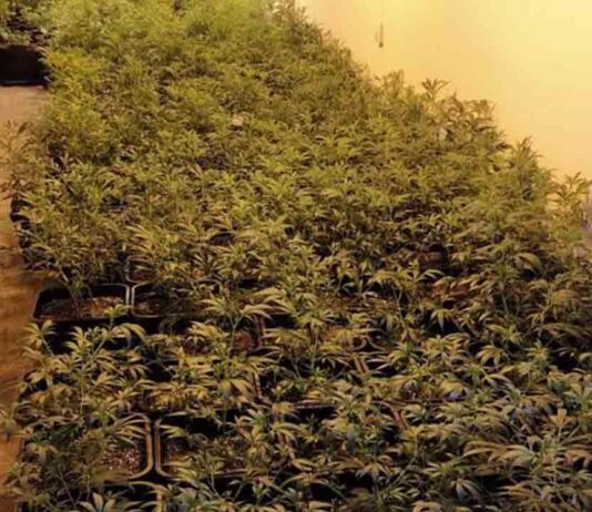 Incautadas más de nueve mil plantas de marihuana en Sant Martí Incautadas más de nueve mil plantas de marihuana en Sant Martí