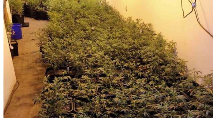 Incautadas más de nueve mil plantas de marihuana en Sant Martí Incautadas más de nueve mil plantas de marihuana en Sant Martí