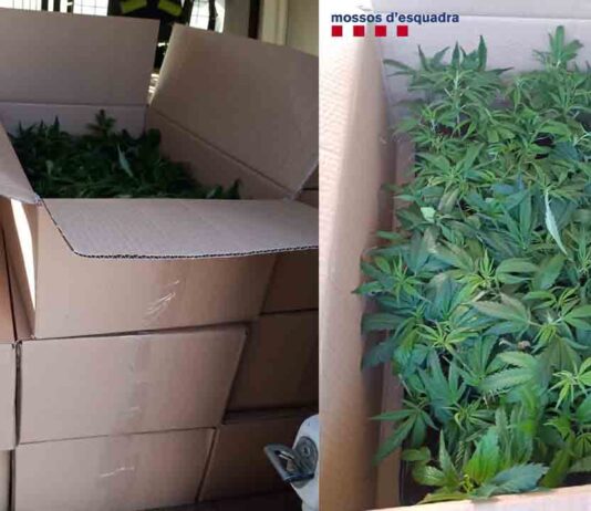 Detenido en Girona mientras transportaba 1.700 esquejes de marihuana Detenido en Girona mientras transportaba 1.700 esquejes de marihuana