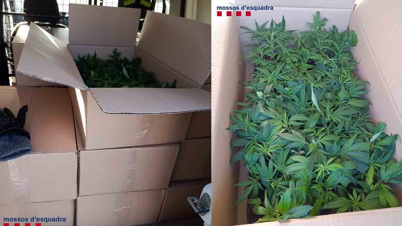 Detenido en Girona mientras transportaba 1.700 esquejes de marihuana