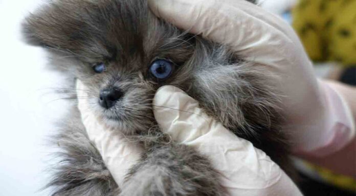 Espeluznante hallazgo en la tienda de cachorros ‘Ladridos’ tras una inspección Espeluznante hallazgo en la tienda de cachorros 'Ladridos' tras una inspección