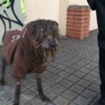 La Guardia Urbana rescata una perra en pésimas condiciones físicas en un domicilio de Gracia