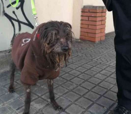 La Guardia Urbana rescata una perra en pésimas condiciones físicas La Guardia Urbana rescata una perra en pésimas condiciones físicas en un domicilio de Gracia