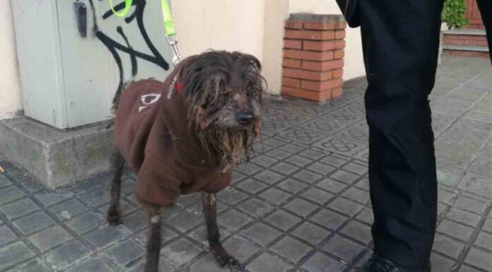 La Guardia Urbana rescata una perra en pésimas condiciones físicas La Guardia Urbana rescata una perra en pésimas condiciones físicas en un domicilio de Gracia