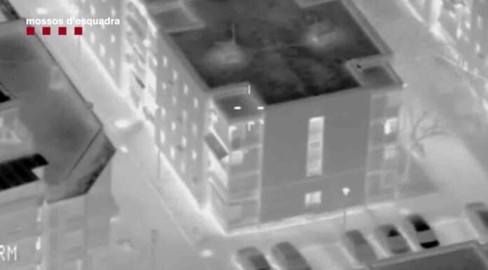 Los Mossos desmantelan ocho plantaciones de marihuana en Hospitalet Los Mossos desmantelan ocho plantaciones de marihuana en Hospitalet