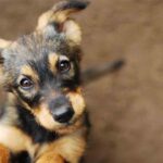 507 perros y 413 gatos adoptados en Barcelona en el último año