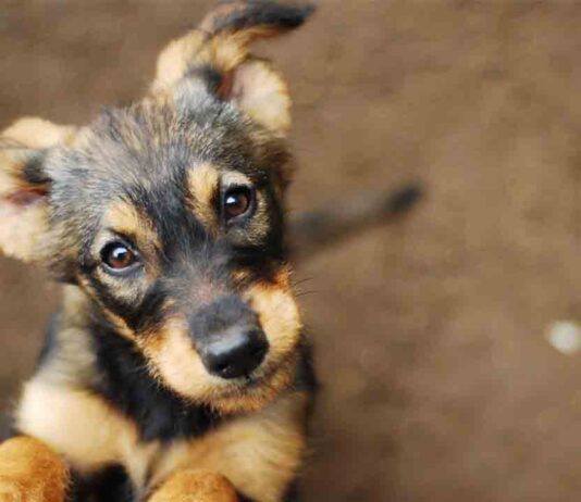 507 perros y 413 gatos adoptados en Barcelona en el último año 507 perros y 413 gatos adoptados en Barcelona en el último año