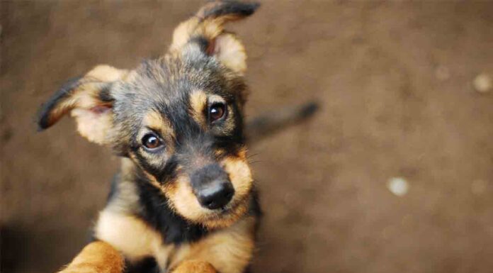 507 perros y 413 gatos adoptados en Barcelona en el último año 507 perros y 413 gatos adoptados en Barcelona en el último año